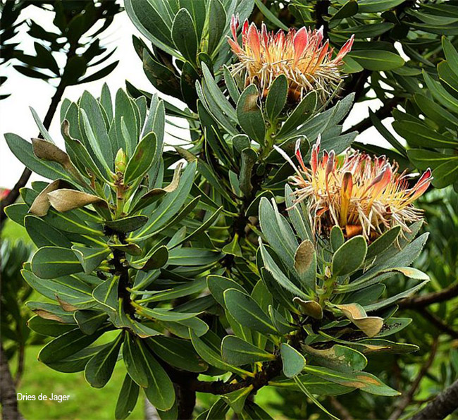 Protea roupelliae roupelliae